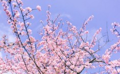 游园、消费、娱乐 妇女节上海有这些精彩活动2025年6月15日